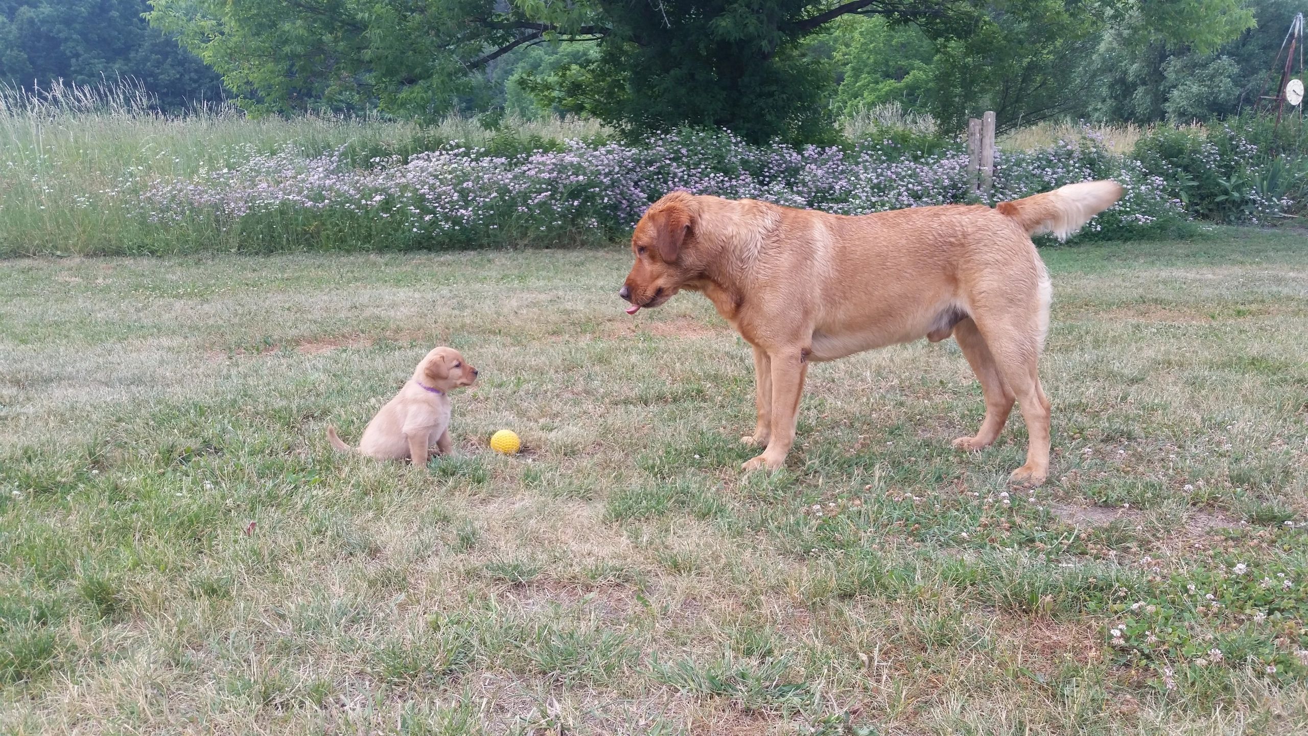 Finger Lakes Labradors