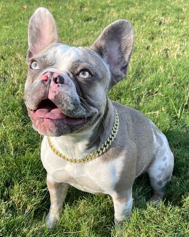 Lilac Fawn Merle French Bulldog