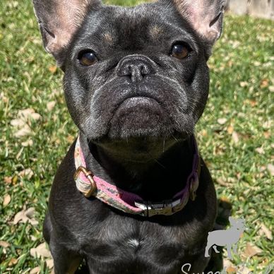 Blue and Tan French Bulldog