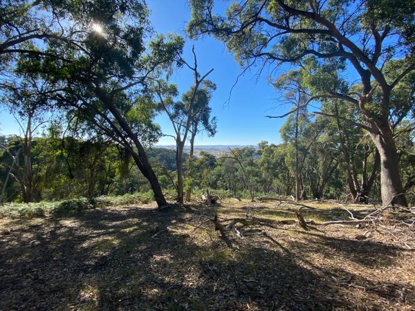 Sunny view of Australian eucalyptus from Mt Budd.