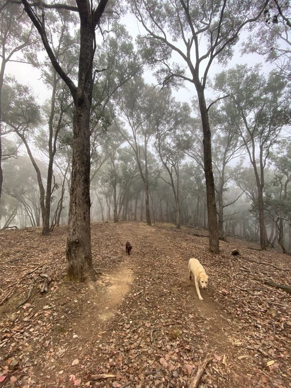 Misty morning walk on the top of Mt Budd with dogs.