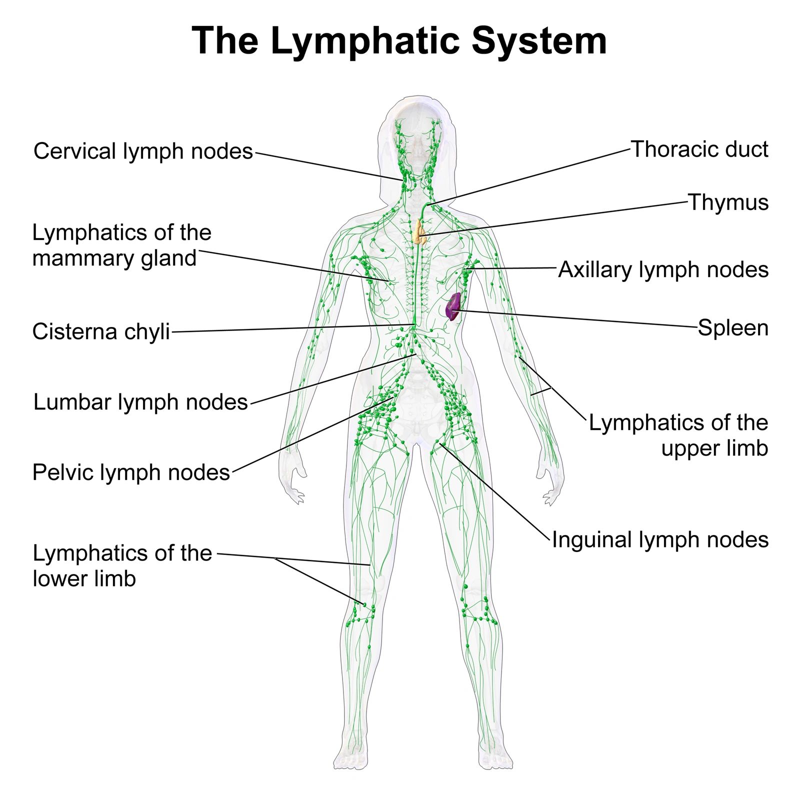 lymphatic system drainage patterns