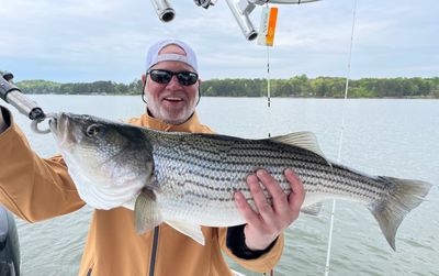 Striped bass held by man on lake lanier fishing charter