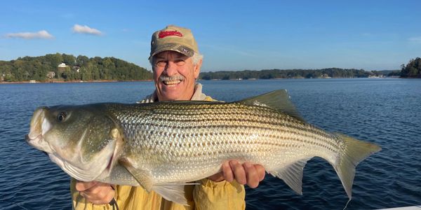 Happy client hold hugh striper on lake lanier