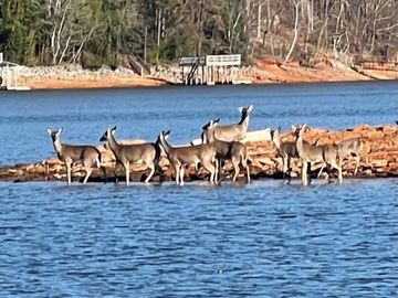 group of deer seen from charter fishing trip on lake Lanier