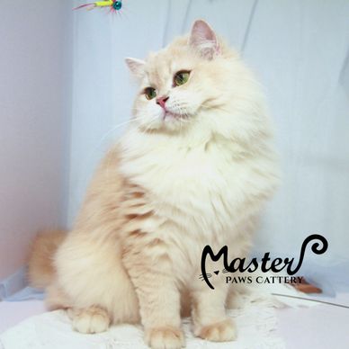 紫金漸層英國長毛貓,紫金英長,紫金長毛,紫金英短,紫金漸層英國短毛貓,合法貓舍種貓,紫金漸層12色,cy12