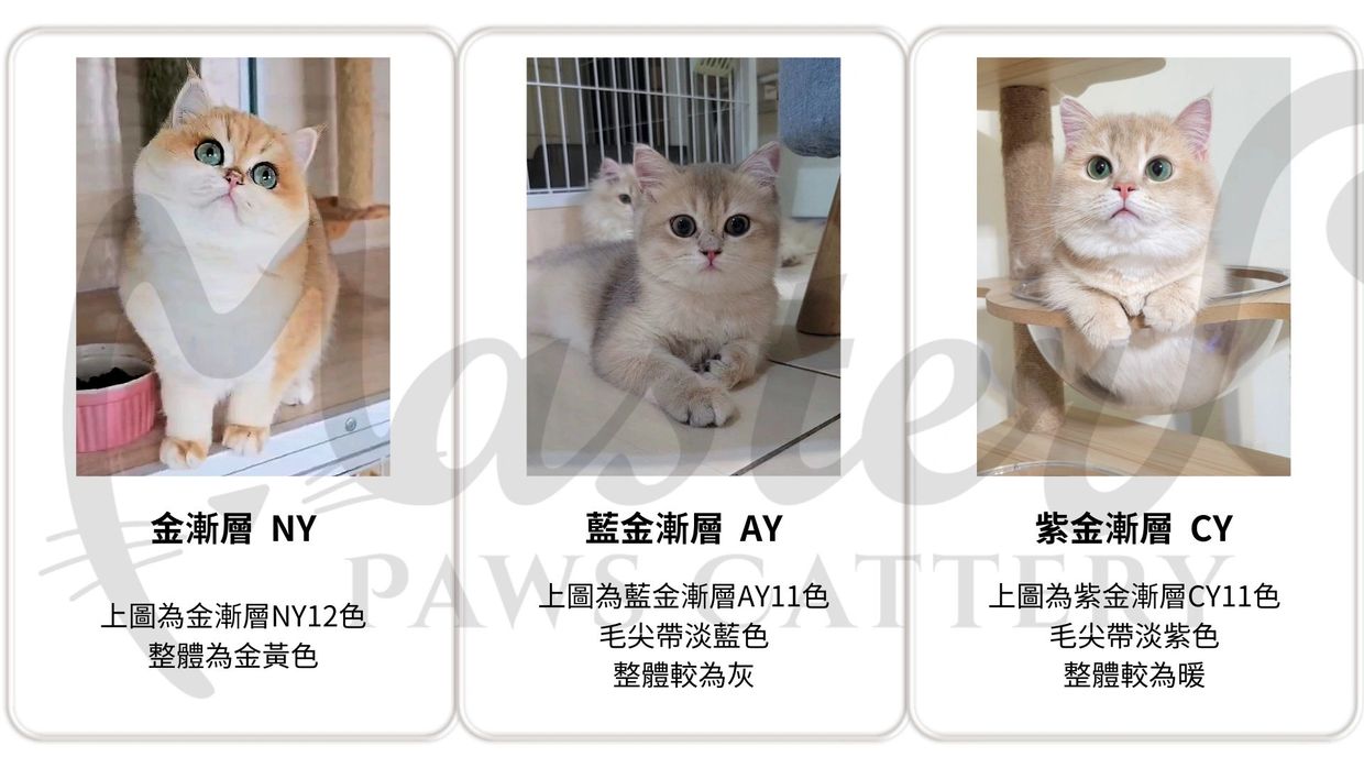 Blue Lagoon 颜色-组合，十六进制代码-Shutterstock, image size:1240x698