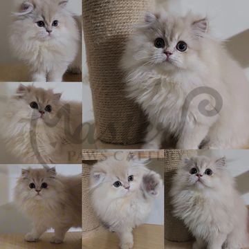 紫金漸層,英國長毛貓,紫金英長,紫金小貓,紫金幼貓