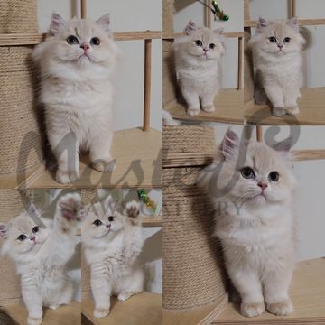 紫金漸層,英國長毛貓,紫金英長,紫金小貓,紫金幼貓