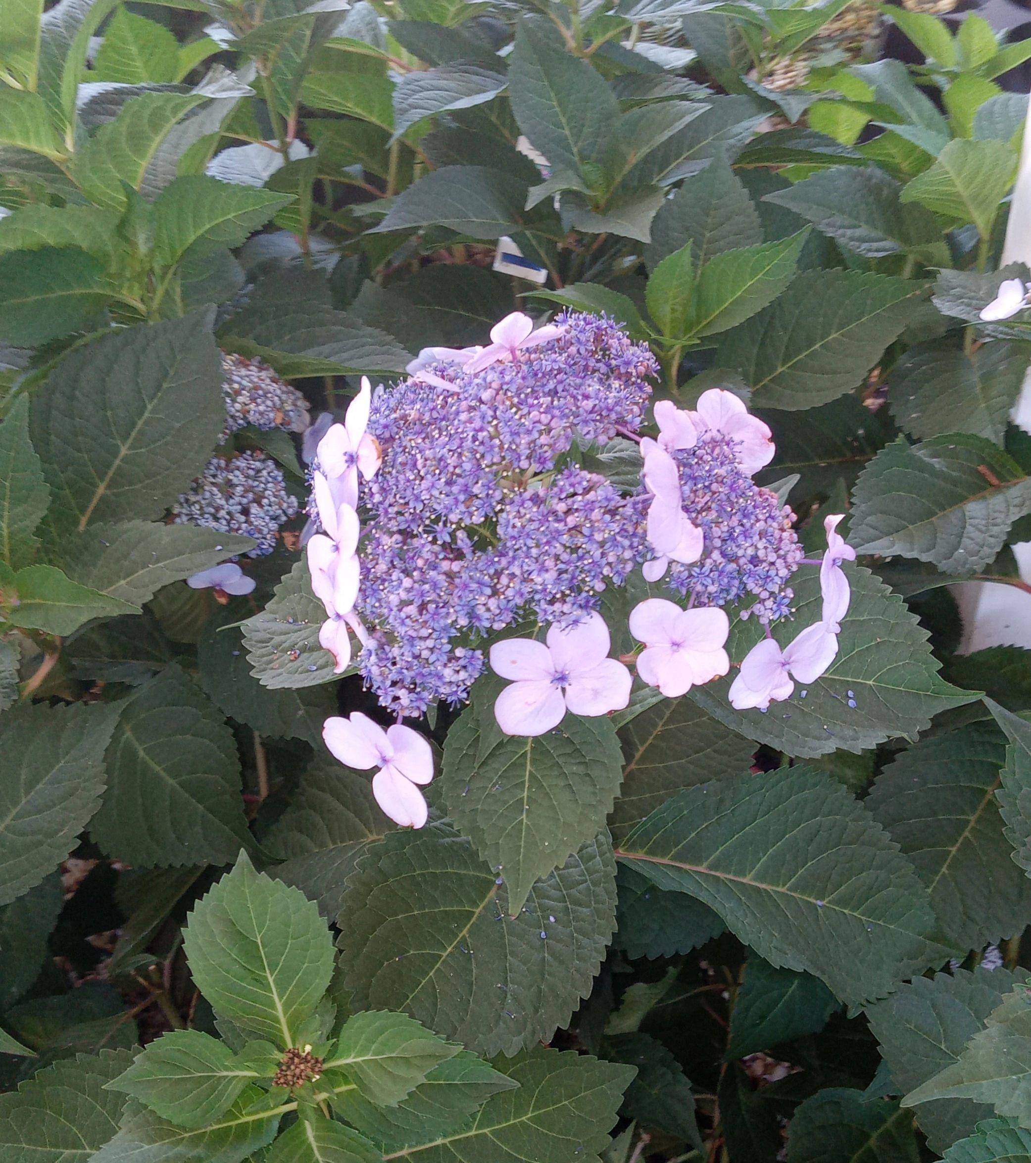 Bluebird hydrangeas