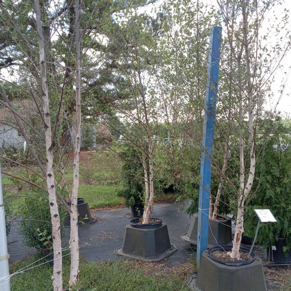 Hundreds of healthy trees