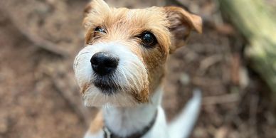 Close-up of a curious dog with a white and brown coat looking up.