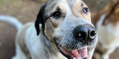 Close-up of a happy dog with a smiling expression.