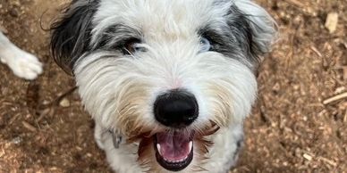 Close-up of a happy, fluffy dog with black and white fur.