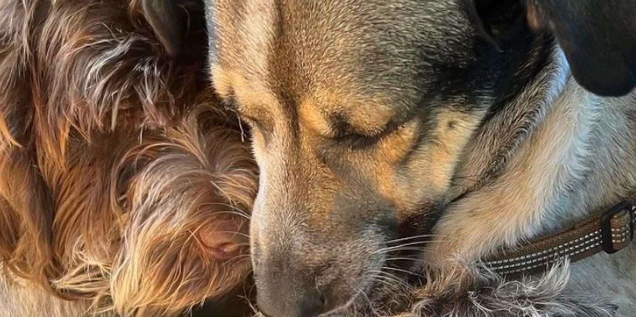 Dog walker near me in Vancouver & North Vancouver offers dog walking | dog sitting, and boarding.