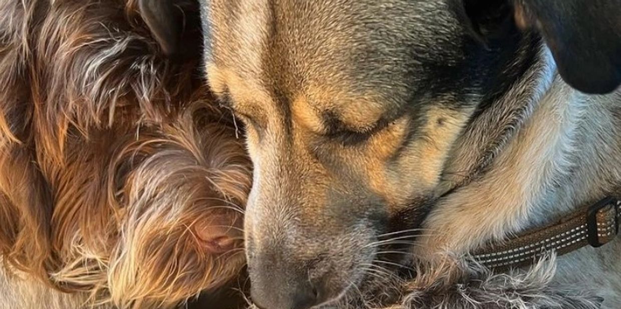 Dogs hugging and sleeping.