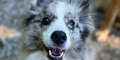 Close-up of a happy dog with blue and brown eyes.