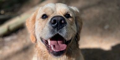Happy golden retriever with tongue out in natural light.