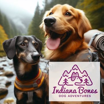 Dog walker near me in Vancouver & North Vancouver offers dog walking | dog sitting, and boarding.