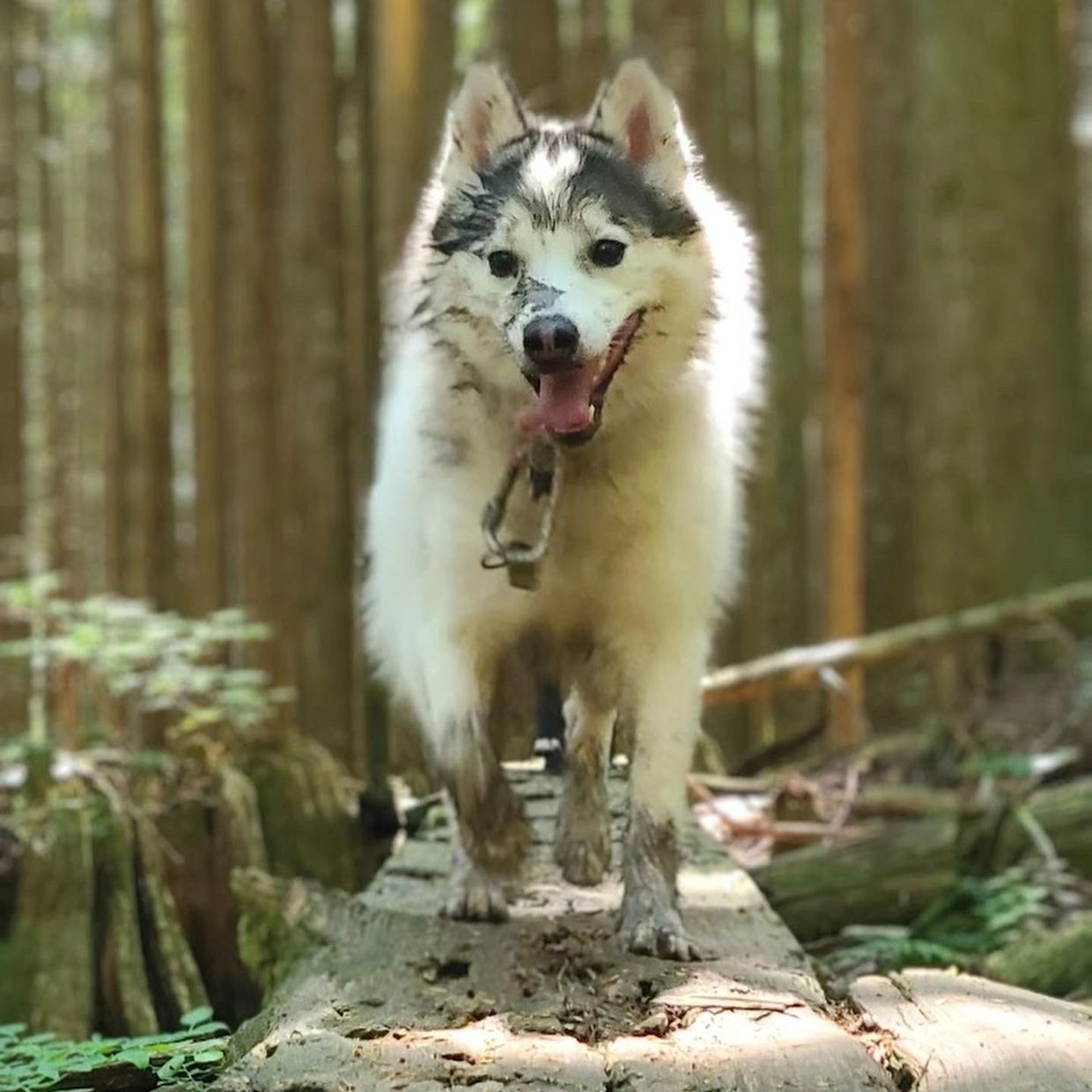 Dog balancing on a log in the forest.
