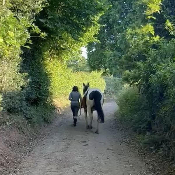 Horse trainer warwickshire
