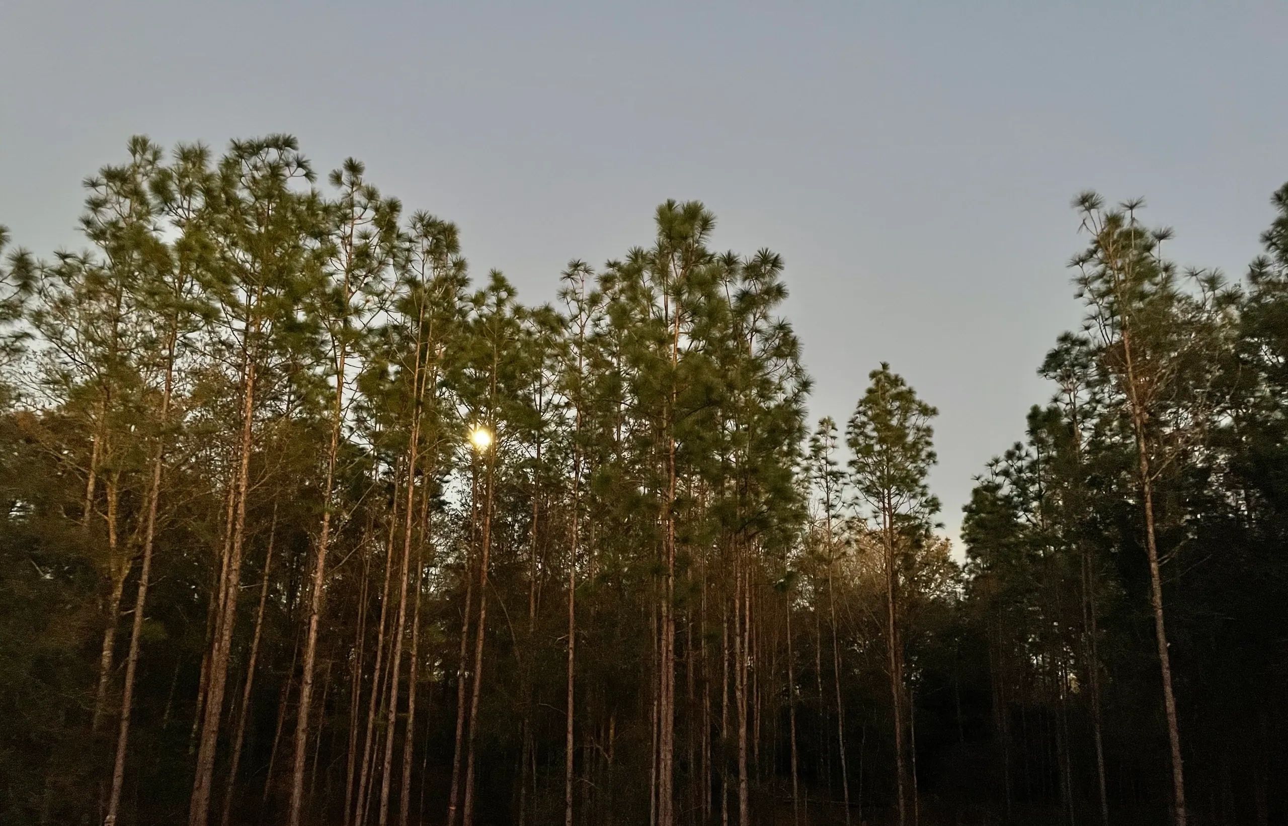 Sandy Pines Estates HOA Homeowner's Association