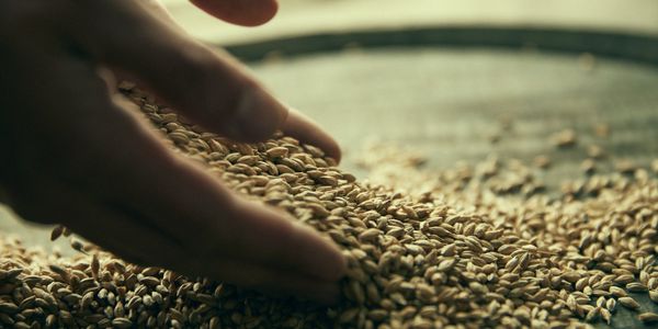Hand sifting through a pile of grains on a tray.