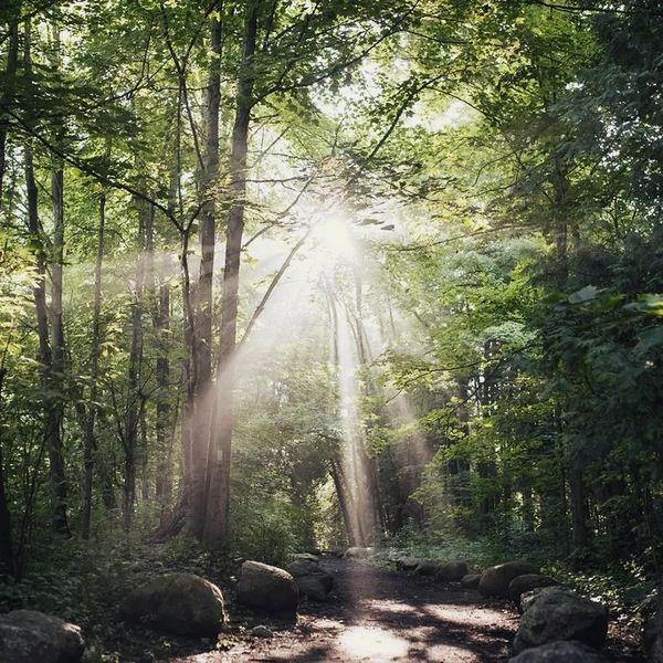 Outdoor Yoga & Forest Bathing: Connecting to Nature