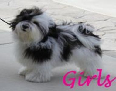 Kokomo Havanese Girls