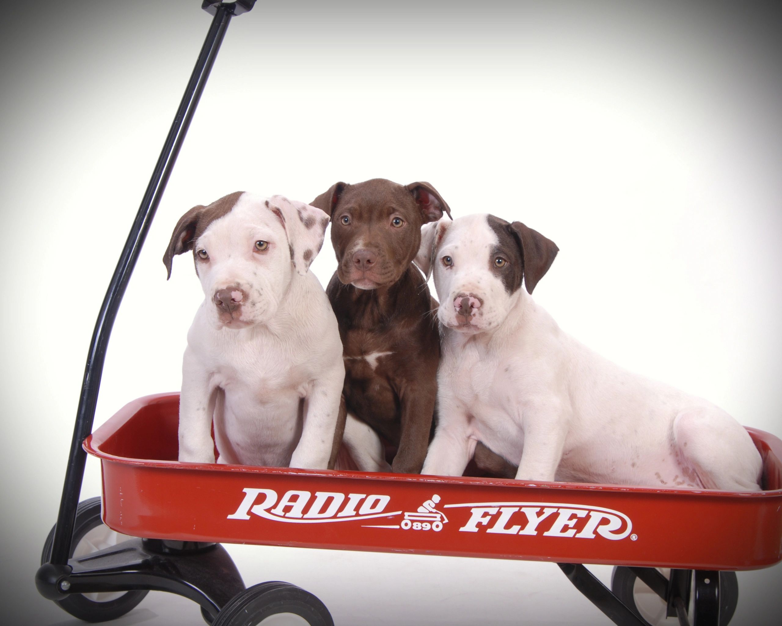 Three puppies sitting in a red Radio Flyer wagon.