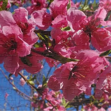 Bright pink flowers blooming on tree branches against a clear blue sky.