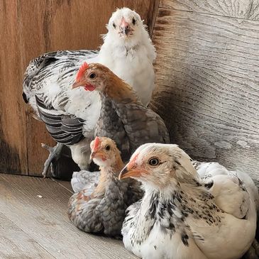 Our Easter Egger couple with their bantam friends love to cuddle on our front bench. 