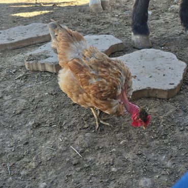 Turken pullet searching for food.