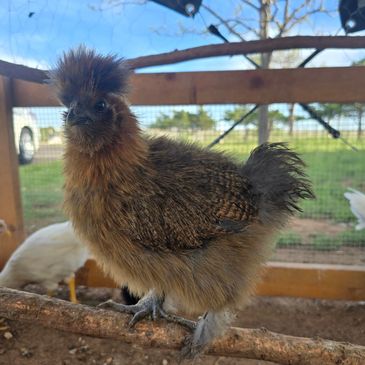 Our favorite Silkie hen Gertrude. 