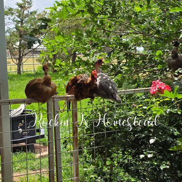 Happy and healthy Turken chickens roosting on a fence.
