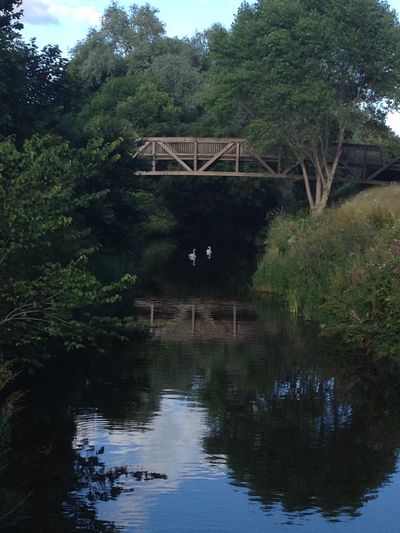 A calm river with a bridge and two birds.