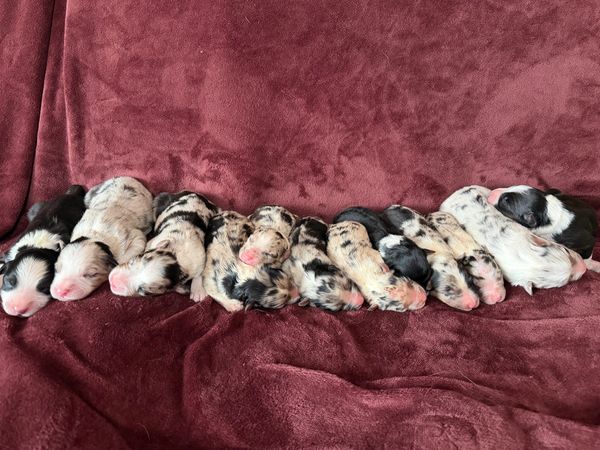 A row of newborn puppies sleeping on a maroon blanket.