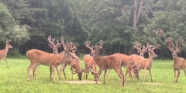 A few Whitetails at Redwood, Whitetail Preserve.