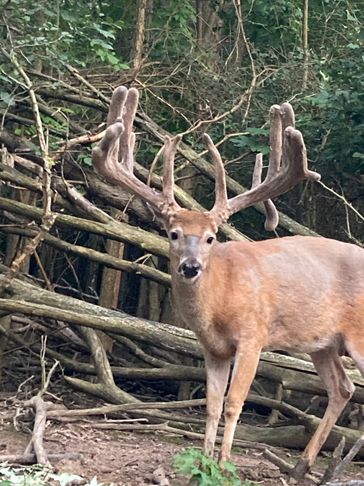 Hawthorn one of our top breeder bucks.