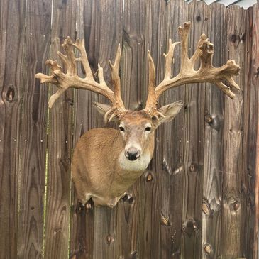 Taxidermy available at redwood Whitetail preserve 34 years full time experience highest quality mile