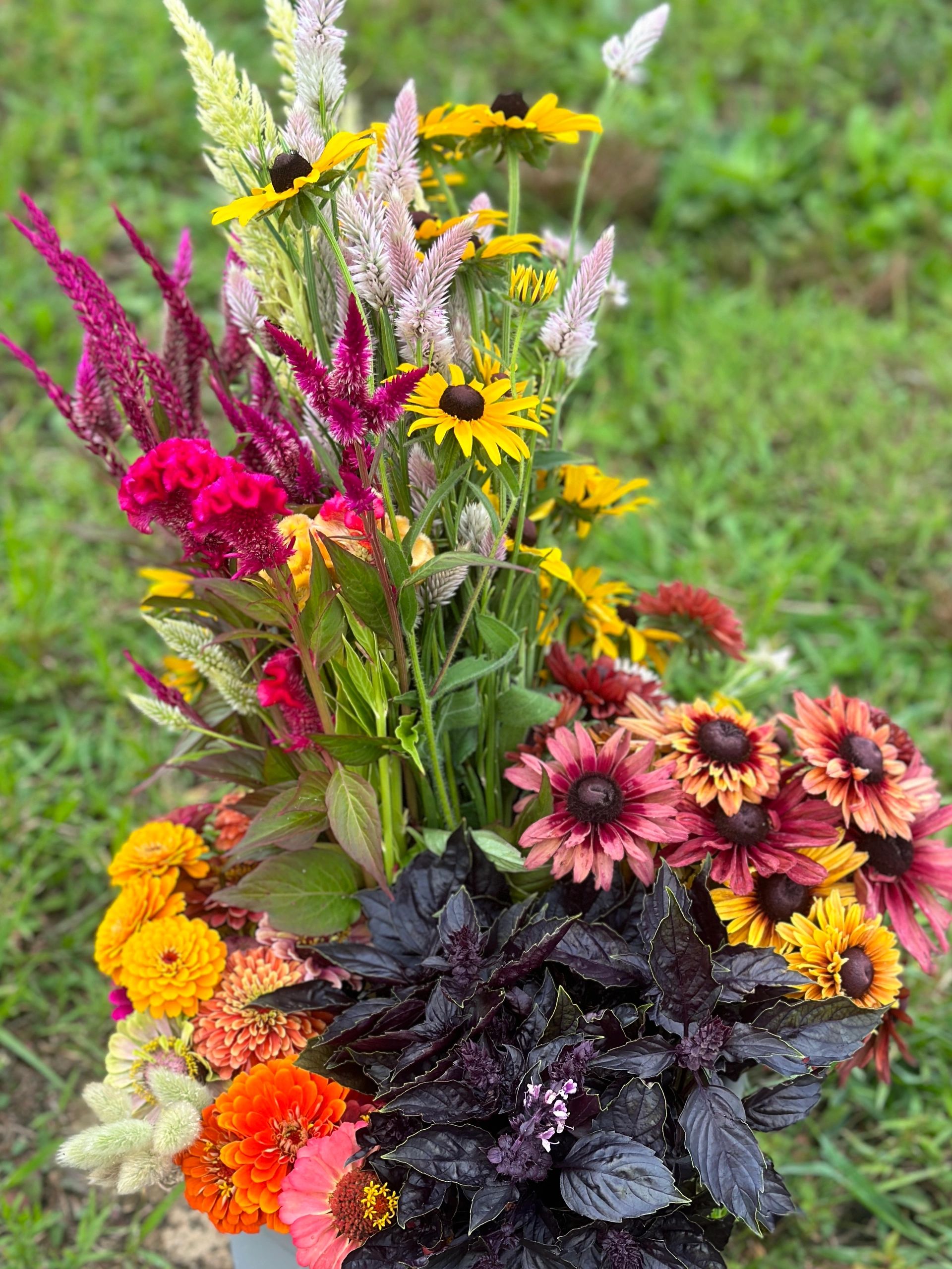 Fresh Cut Flowers Near Me Blossom Ridge Flower Farm