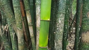 Green bamboo stalks, one fresh and vibrant.