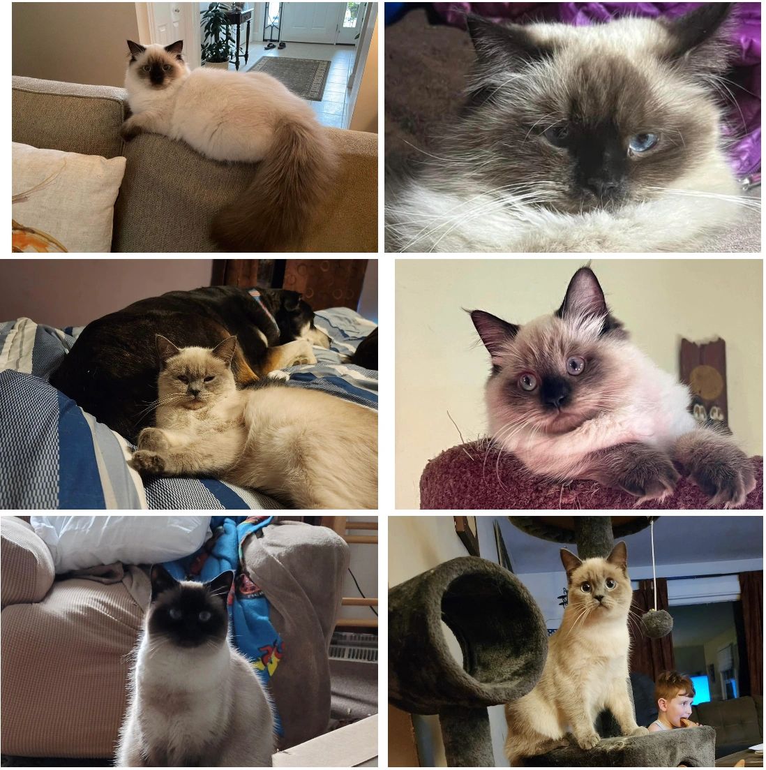 Himalayan/Siamese!