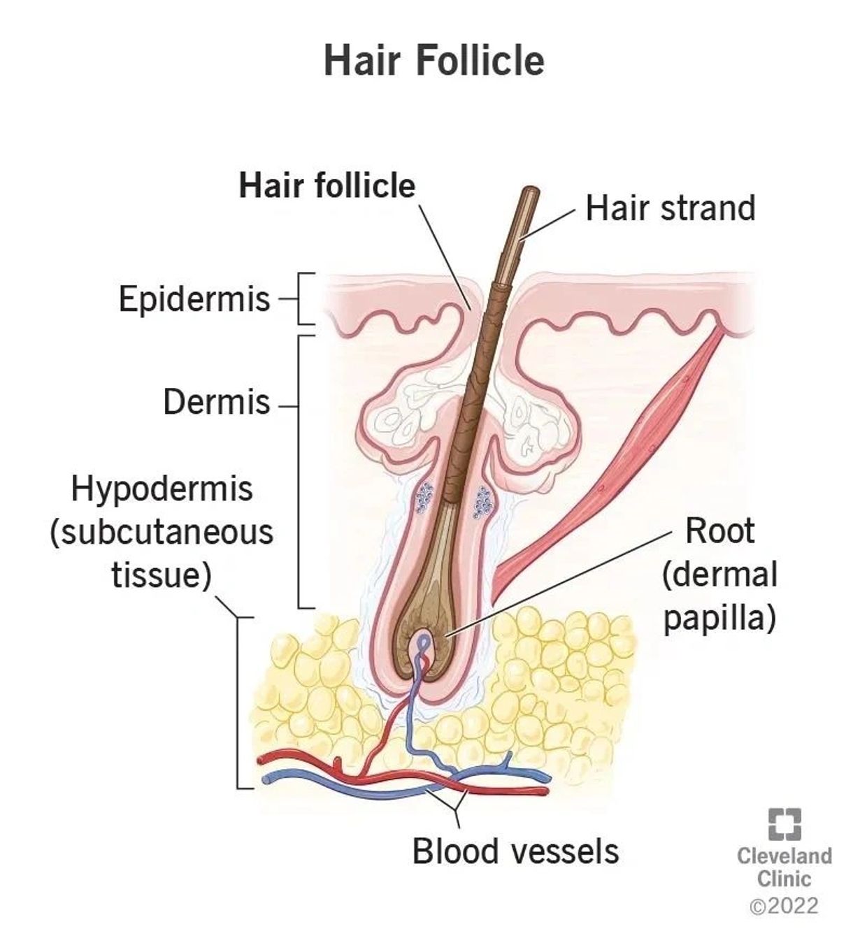 Co. Motto/knowledge: 
*Beneath the skin surface of the scalp is the root of the hair. At the end of 