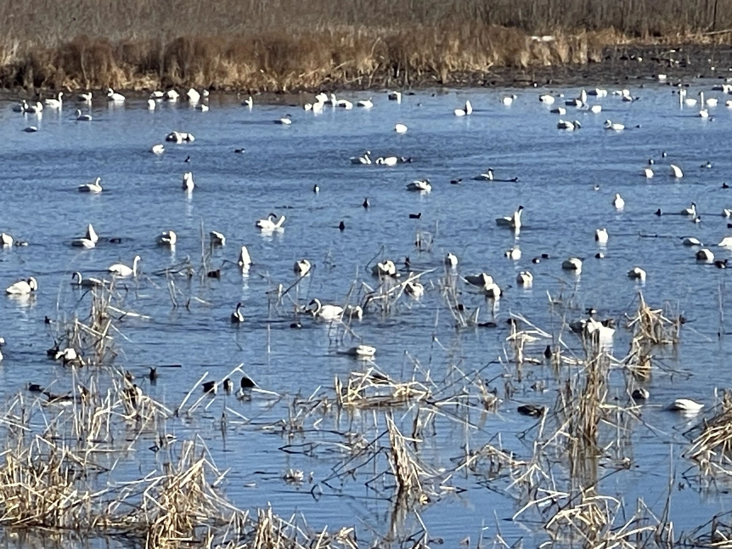 Echoes of the Swans, Layers of the Land