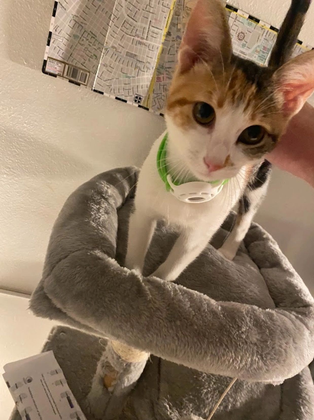 Baby Cloud, cat
