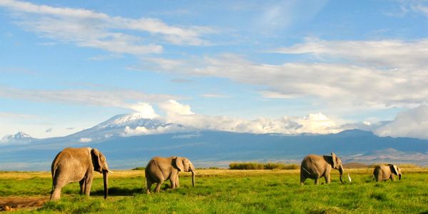 Elephants with Mt Kilimanjaro as a backdrop in Amboseli National Park, Kenya. 