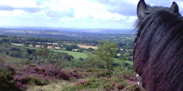 Black Lusitano stallion horse hacking near Wellington Somerset
