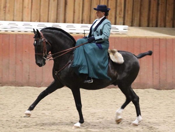 Atinado, black Lusitano stallion being ridden side saddle at the Iberian Performance Show