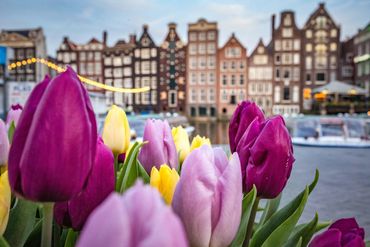 Close-up of colorful tulips with traditional Dutch buildings in the background.